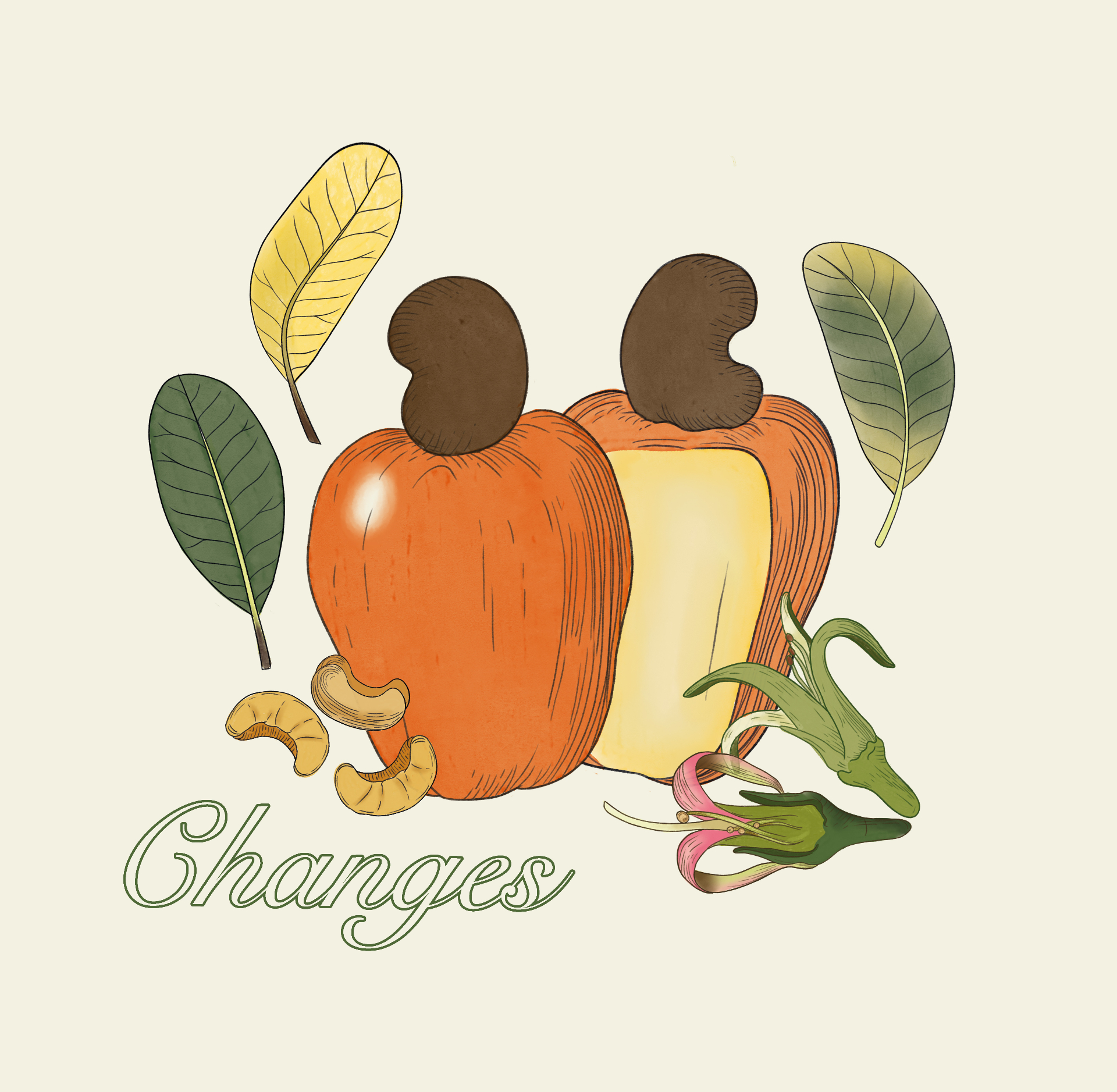 Changes — Cashew — From the seed to the segment