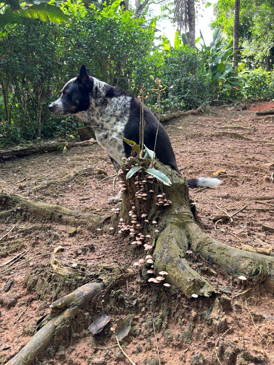 Chico, our dog, beside a stump blooming with wild mushrooms at my grandmother's house